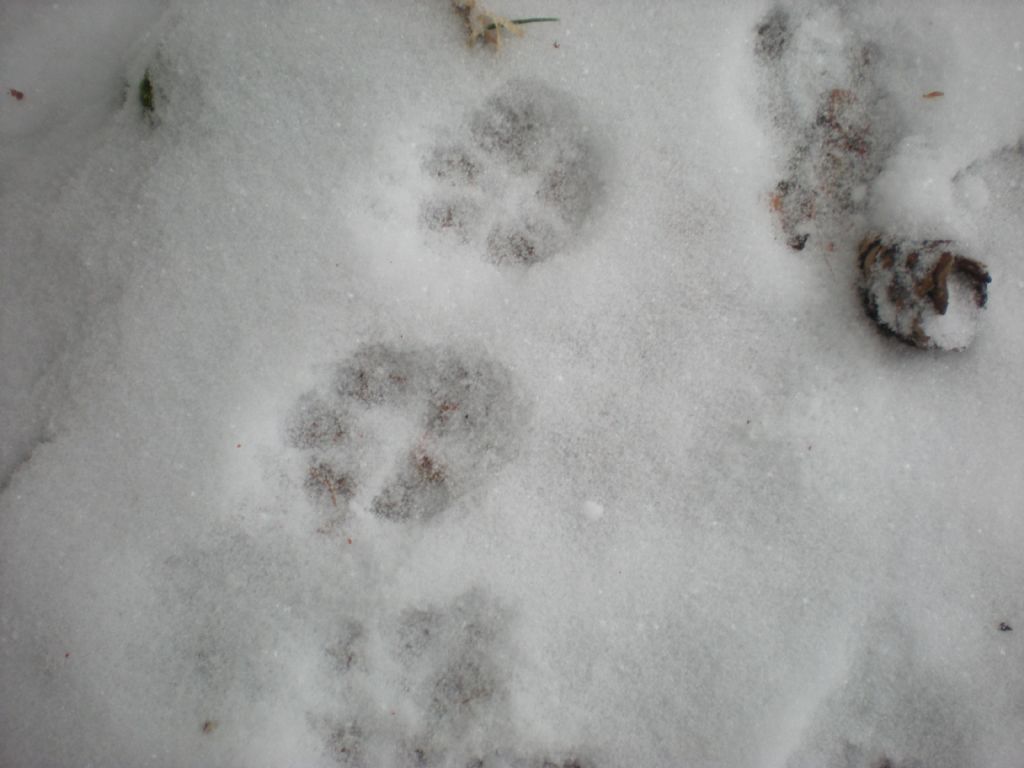 Lince nelle Alpi